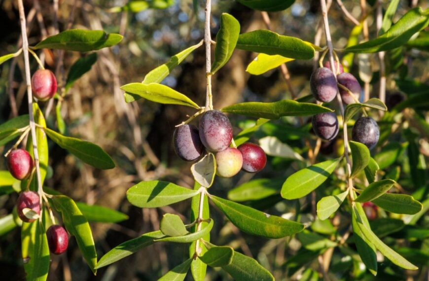 Extracto de cebolla frente a Xylella: una nueva vía para reforzar las defensas del olivo